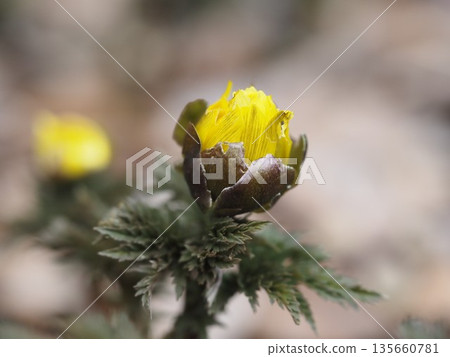 早春花福壽莊花蕾 135660781