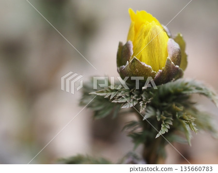早春花福壽莊花蕾 135660783