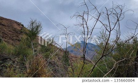 Beautiful Landscape With Trees And Mountains Beautiful Landscape With Trees And Mountains 135660804