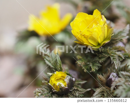 開花在早春的花壇 開花在早春的花壇 135660812