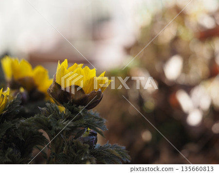 早春的花朵福庫格 早春的花朵福庫格 135660813