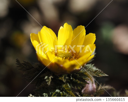 早春的花朵福庫格 135660815