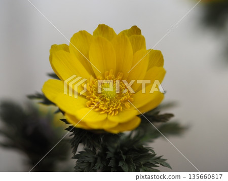 早春的花朵福庫格 135660817