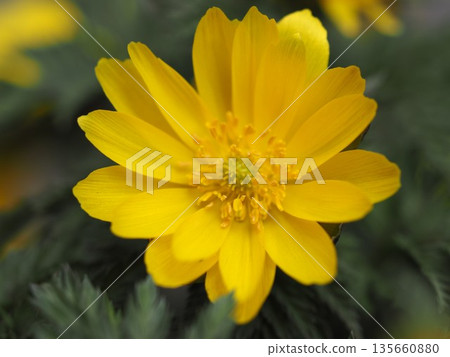 早春的花朵福庫格 135660880