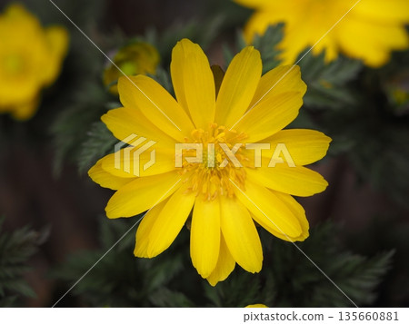 Early spring flowers Fukuge Early spring flowers Fukuge 135660881