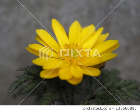 早春的花朵福庫格 早春的花朵福庫格 135660883