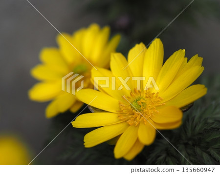 早春的花朵福庫格 135660947
