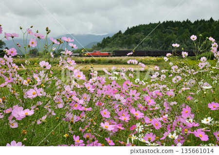 Cosmos 和 Yamaguchi 35 Cosmos 和 Yamaguchi 35 135661014