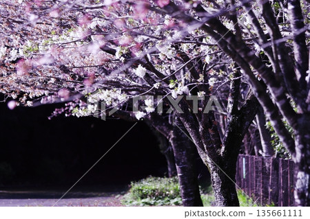 Cherry blossoms in the park Cherry blossoms in the park 135661111