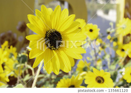 Plant and flower in outdoors garden 135661120