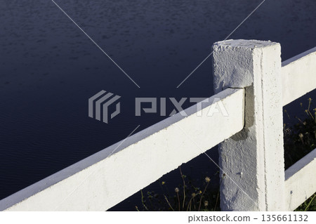 Plant and flower in outdoors garden 135661132