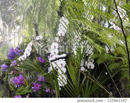 Plant and flower in outdoors garden 135661147