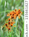 Kourinka 135661827