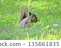 Japanese monkeys 135661835