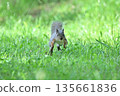Japanese squirrels running 135661836