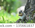 Japanese squirrel's meal 135661837