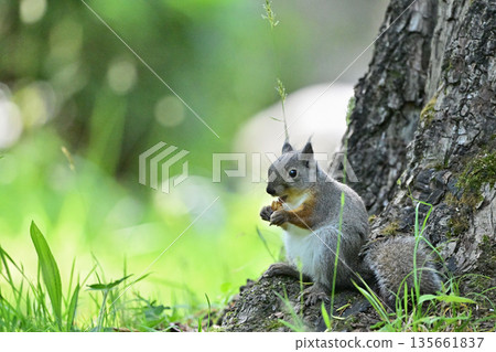 Japanese squirrel's meal Japanese squirrel's meal 135661837