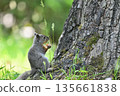 Japanese squirrel's meal 135661838