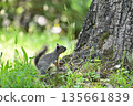 Japanese monkeys 135661839