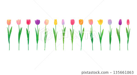 Vector illustration set of tulips painted with watercolors and pastels Vector illustration set of tulips painted with watercolors and pastels 135661863