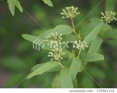 Spring flower: Kodemari buds 135662118