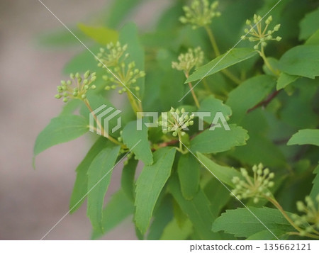 春花:小手鞠花蕾 春花:小手鞠花蕾 135662121