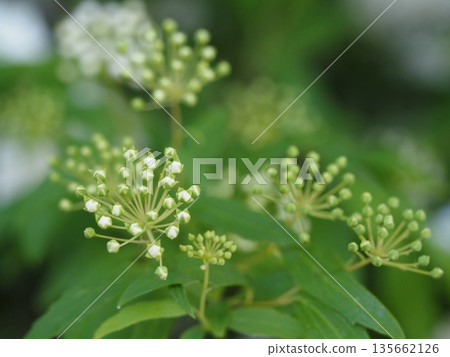 Spring flower: Kodemari buds 135662126
