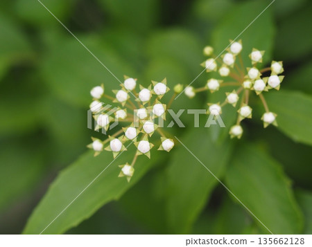 Spring flowers: Kodemari beginning to bloom 135662128