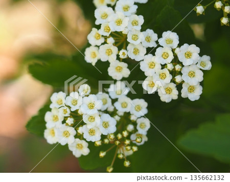 Spring flowers: Kodemari beginning to bloom 135662132