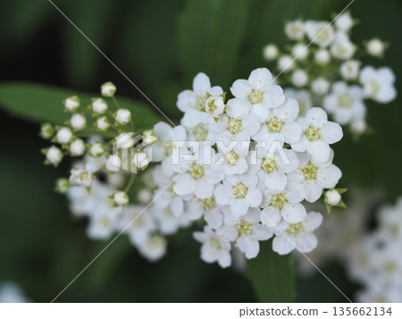 春花:小手鞠開始綻放 春花:小手鞠開始綻放 135662134