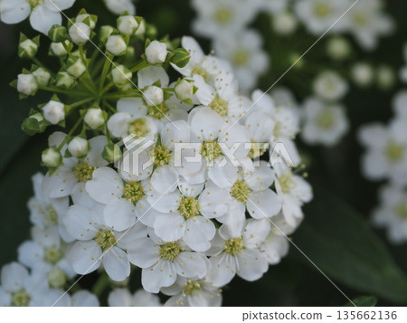 春花:小手鞠開始綻放 春花:小手鞠開始綻放 135662136