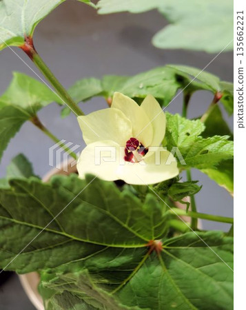 秋葵花的特寫(黃色的花和綠色的葉子) 秋葵花的特寫(黃色的花和綠色的葉子) 135662221