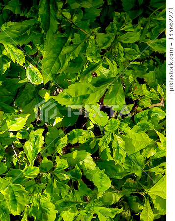 Sunlit Golden Dewdrops Leaves 135662271