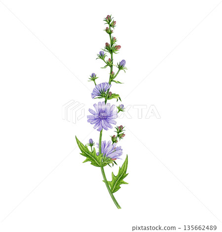 Chicory single herb stem hand drawn vintage style watercolor illustration. Cichorium intybus wildflower vintage style botanical image. Blooming chicory medicinal plant isolated on white background 135662489