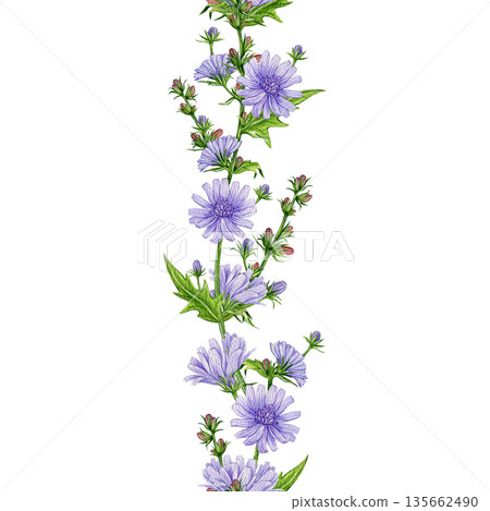 Chicory flowers seamless border decor element hand drawn vintage style watercolor illustration. Blooming chicory meadow summer wildflower elegant border decoration design on white background 135662490