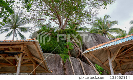 Tropical Tree Growing Between Massive Granite Boulders and Beach Huts Tropical Tree Growing Between Massive Granite Boulders and Beach Huts 135662514