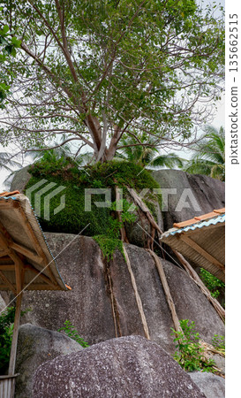 Vertical View of Tree Roots Clinging to Giant Granite Rocks at Siangau Beach 135662515