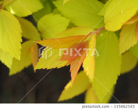Golden leaves of Golden Spirea Golden leaves of Golden Spirea 135662583