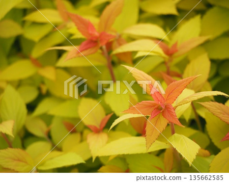 Golden leaves of Golden Spirea Golden leaves of Golden Spirea 135662585