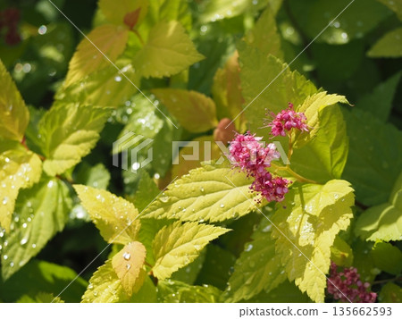 黃芩花 黃芩花 135662593