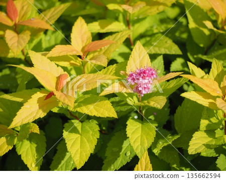 Scutellaria spirea flower 135662594