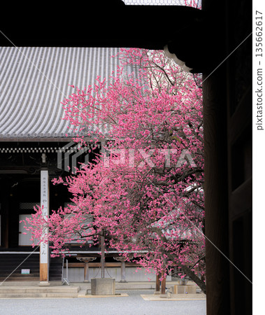 Red plum blossoms heralding the arrival of spring at Koshoji Temple, Kyoto 135662617