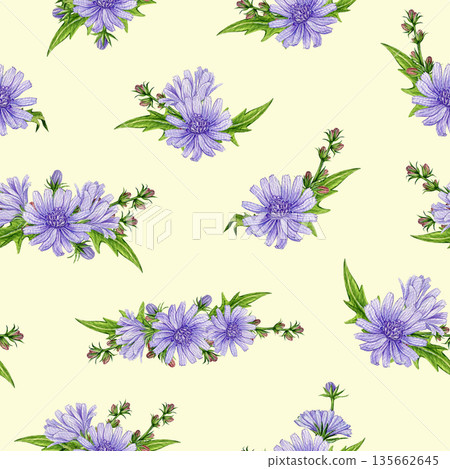 Blooming chicory flowers seamless pattern decor element watercolor illustration. Hand drawn vintage style chicory meadow wildflower summer mood rustic design decoration in tender pastel colors Blooming chicory flowers seamless pattern decor element watercolor illustration. Hand drawn vintage style chicory meadow wildflower summer mood rustic design decoration in tender pastel colors 135662645