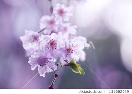 沐浴在春光中的櫻花 135662929