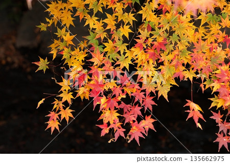 日本之美：深秋的秋葉 135662975