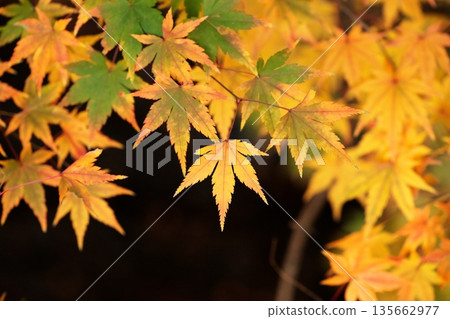 日本之美：深秋的秋葉 135662977