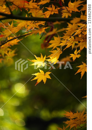 日本之美:深秋的秋葉 日本之美:深秋的秋葉 135662988
