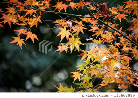 日本之美:深秋的秋葉 日本之美:深秋的秋葉 135662989