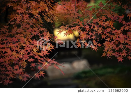 The beauty of Japan: autumn leaves in late autumn 135662990