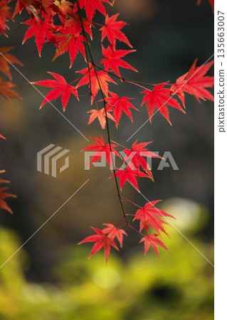 日本之美:深秋的秋葉 日本之美:深秋的秋葉 135663007